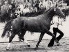 stallion Mark (Trakehner, 1975, from Donauwind)