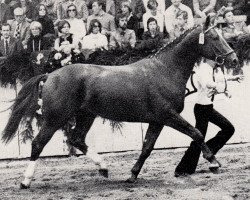 stallion Mark (Trakehner, 1975, from Donauwind)