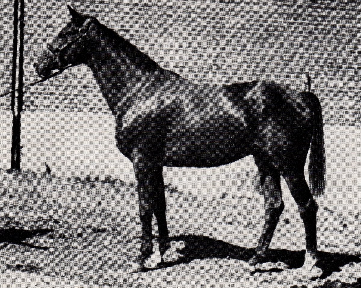 Deckhengst Margo (Trakehner, 1969, von Marquis)