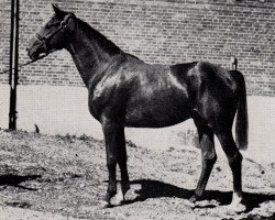 stallion Margo (Trakehner, 1969, from Marquis)