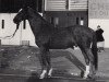 stallion Majoran (Trakehner, 1977, from Rubin)