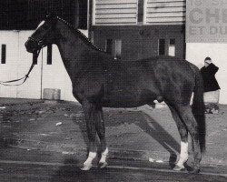 Deckhengst Majoran (Trakehner, 1977, von Rubin)