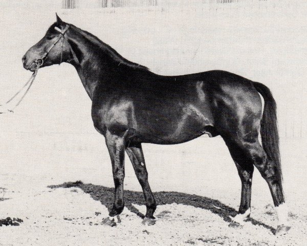 stallion Maggiore (Trakehner, 1971, from Koran)