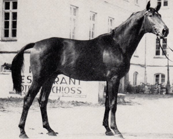 stallion Luzifer (Trakehner, 1973, from Gunnar)