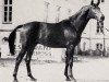 stallion Luzifer (Trakehner, 1973, from Gunnar)