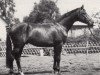 stallion Lockruf II (Trakehner, 1967, from Traumgeist xx)