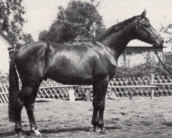 Deckhengst Lockruf II (Trakehner, 1967, von Traumgeist xx)