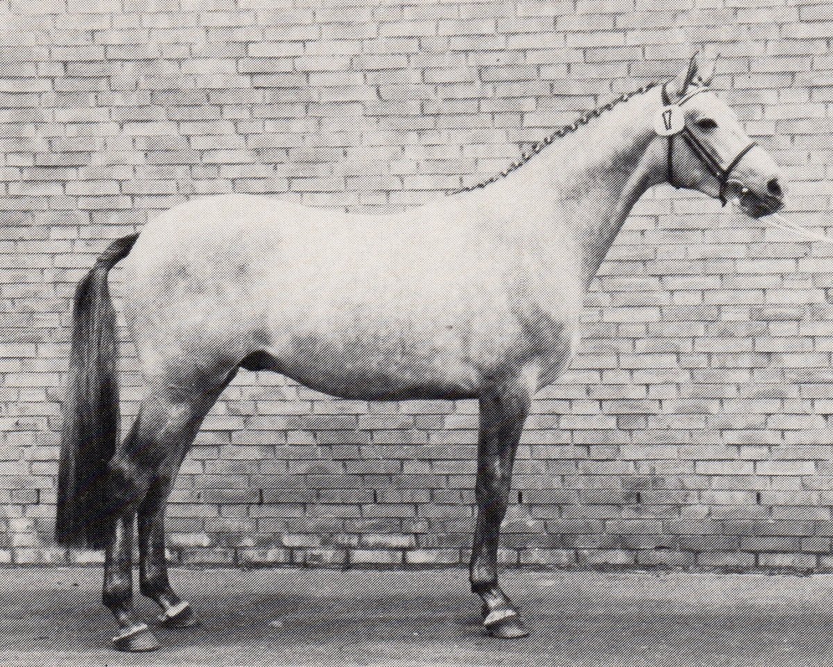stallion Le Bajar (Trakehner, 1986, from Bajar ShA)