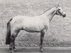 stallion Le Bajar (Trakehner, 1986, from Bajar ShA)