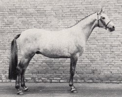 Deckhengst Le Bajar (Trakehner, 1986, von Bajar ShA)