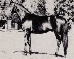 stallion Kopernikus (ex Kontrakt) (Trakehner, 1968, from Tornado I)