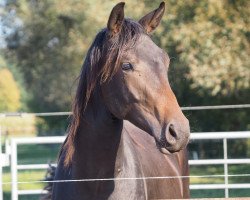 dressage horse Faroh Pst (Westphalian, 2020, from Foundation 2)