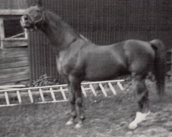 stallion Kontakt (Trakehner, 1964, from Taifun)
