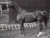 stallion Kontakt (Trakehner, 1964, from Taifun)