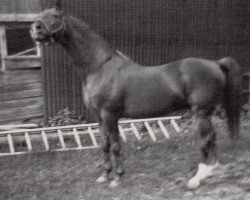 Deckhengst Kontakt (Trakehner, 1964, von Taifun)