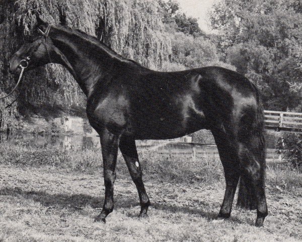 stallion Königstein (Trakehner, 1982, from Koenigsruf)