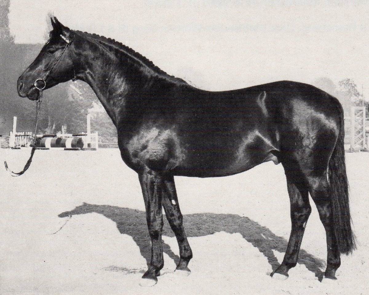 stallion Kondor (Trakehner, 1978, from Lucado)