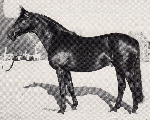 stallion Kondor (Trakehner, 1978, from Lucado)