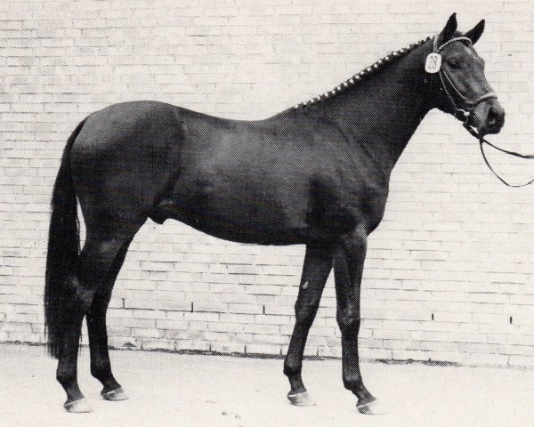 stallion Kolumbus (Trakehner, 1982, from Habicht)
