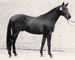 Deckhengst Kolumbus (Trakehner, 1982, von Habicht)