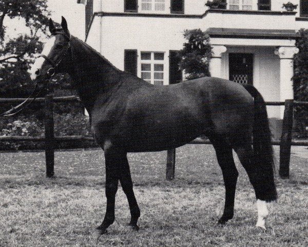 stallion Kleostro (Trakehner, 1979, from Herzbube)