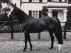 stallion Kleostro (Trakehner, 1979, from Herzbube)