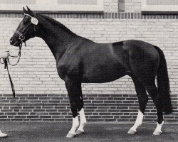 stallion Kir Royal (Trakehner, 1986, from Itaxerxes)