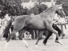 stallion Kiebitz (Trakehner, 1978, from Wie Ibikus)