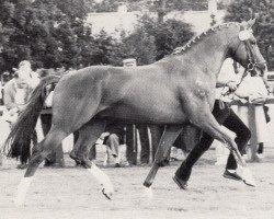 Deckhengst Kiebitz (Trakehner, 1978, von Wie Ibikus)