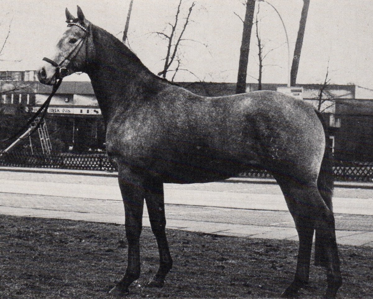 stallion Karo As (Trakehner, 1981, from Vollkorn xx)