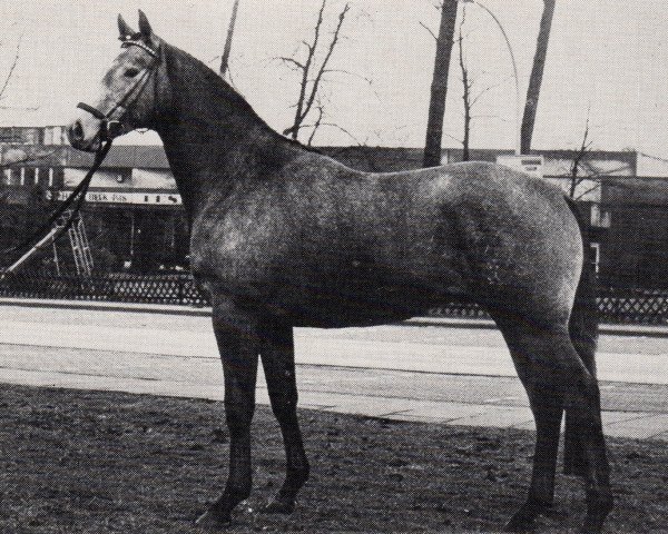 stallion Karo As (Trakehner, 1981, from Vollkorn xx)