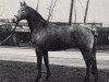 stallion Karo As (Trakehner, 1981, from Vollkorn xx)