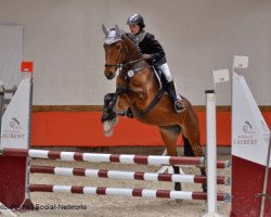 dressage horse Montana CS (Bavarian, 2004, from Caretello B)