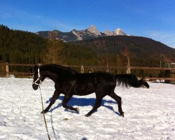 Pferd Fergie (Württemberger, 1992, von Flirt)