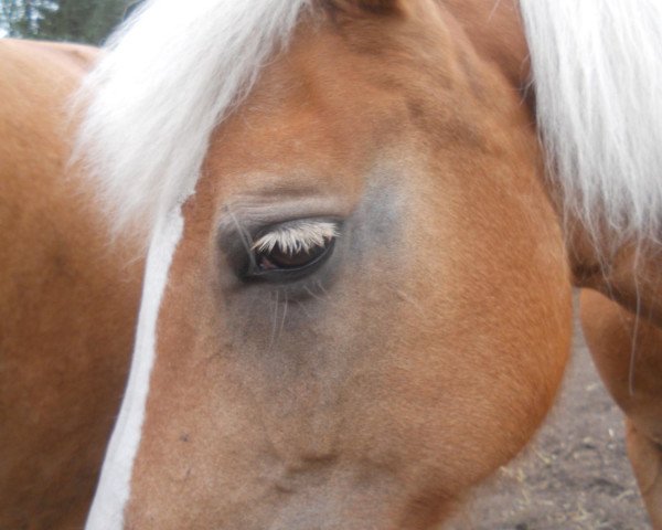 Pferd Malaika (Haflinger, 1993, von Mando)