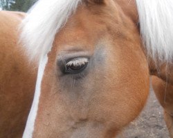 horse Malaika (Haflinger, 1993, from Mando)