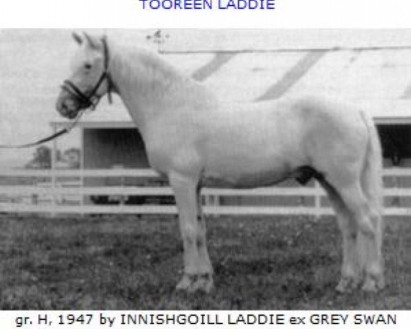 stallion Tooreen Laddie (Connemara Pony, 1947, from Inchagoill Laddie)