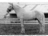 stallion Tooreen Laddie (Connemara Pony, 1947, from Inchagoill Laddie)