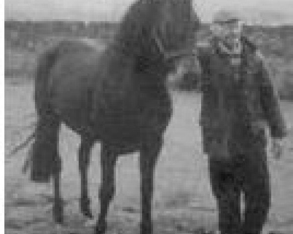stallion Loobeen Larry (Connemara Pony, 1975, from Killyreagh Kim)