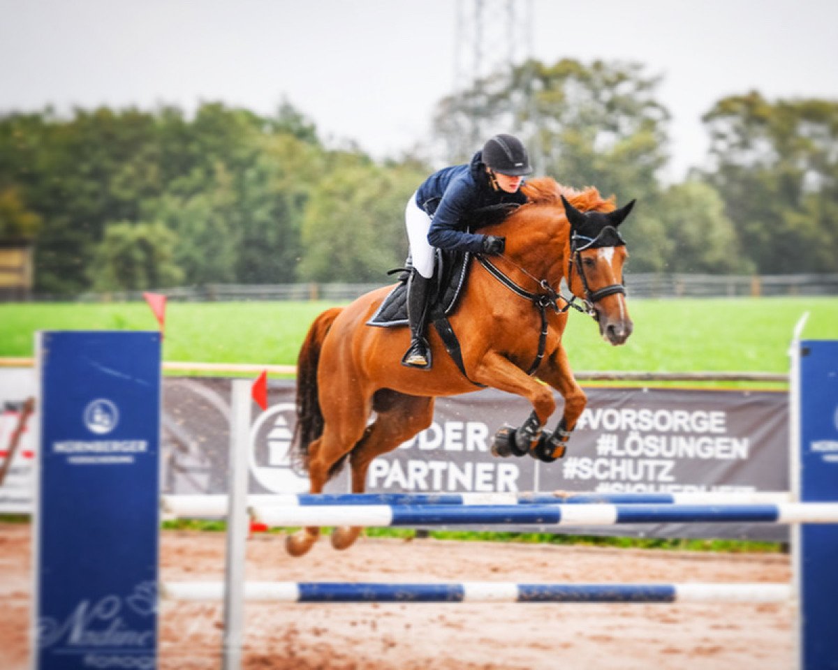 Springpferd L´amie Du Coeur (Oldenburger Springpferd, 2012, von Ludwigs As)