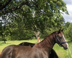 broodmare Be my Joy (Hanoverian, 2019, from Bon Coeur)