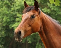 broodmare Quibell (German Sport Horse, 2005, from Quando-Quando)