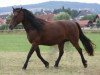 broodmare Fiona of Crystal (Connemara Pony, 1988, from Loobeen Larry)