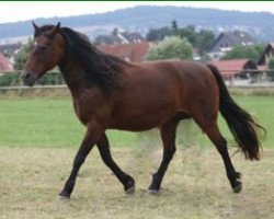 Zuchtstute Fiona of Crystal (Connemara-Pony, 1988, von Loobeen Larry)