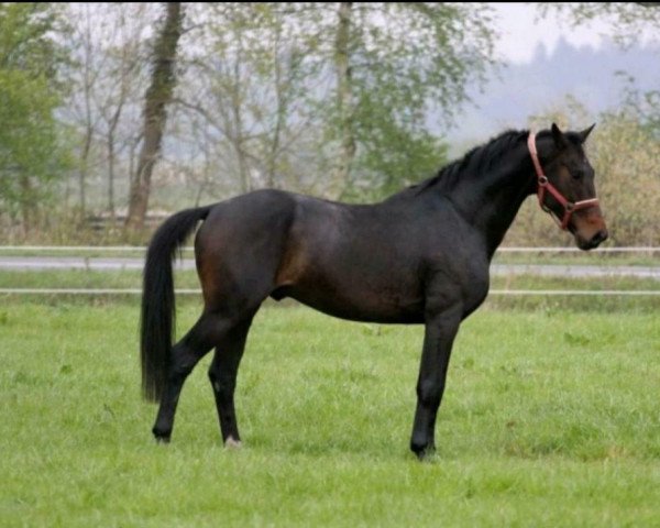 Pferd Quentano (Deutsches Reitpferd, 2016, von Hengst v. Quaterback)
