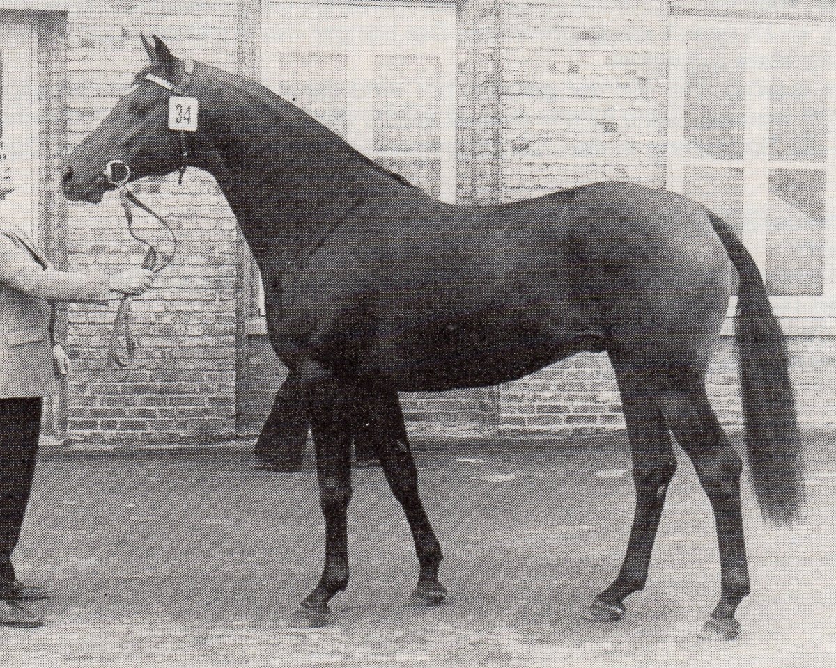 Deckhengst Isotop (Trakehner, 1973, von Gunnar)