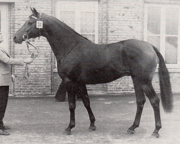 stallion Isotop (Trakehner, 1973, from Gunnar DH 185)
