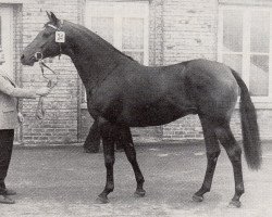 stallion Isotop (Trakehner, 1973, from Gunnar)