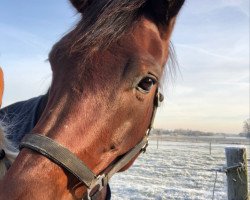 dressage horse Fast Perfekt (Hanoverian, 2011, from Fuechtels Floriscount OLD)