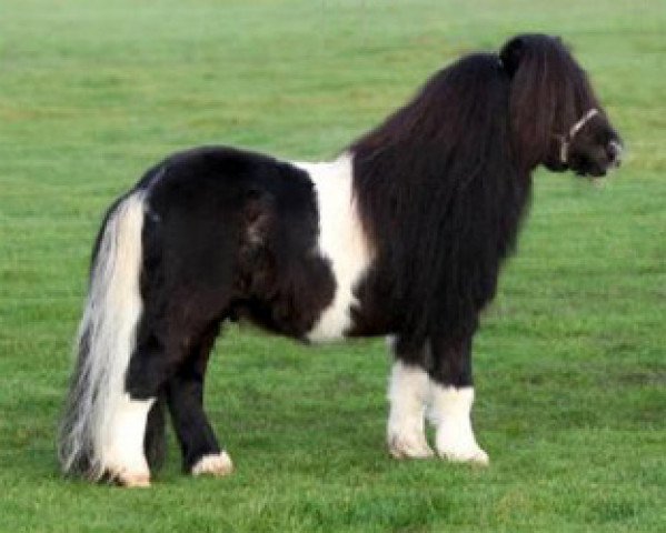 stallion Oscar van't Roerdal (Shetland Pony, 1999, from Kiliam van Dennehove)